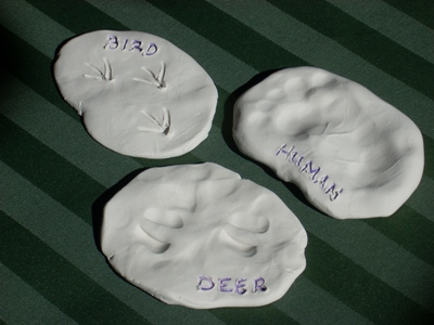 Clay Animal Tracks Picture