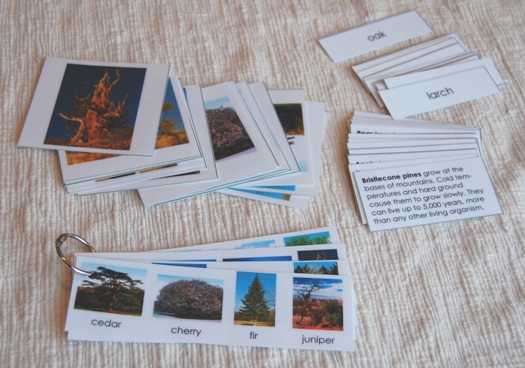 tree_cards1